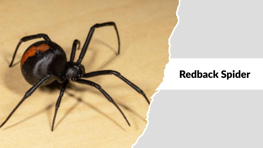 Redback Spider