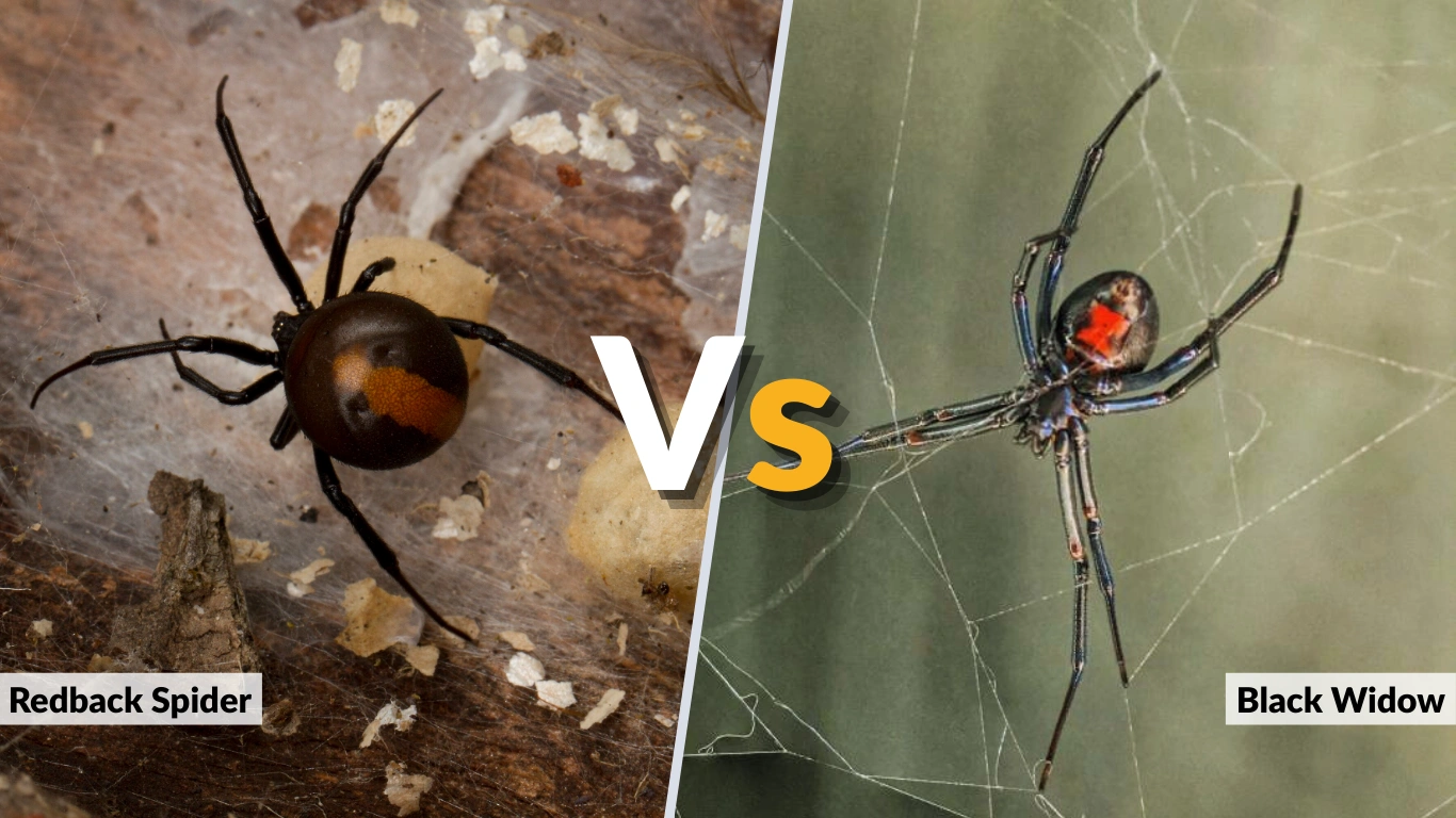 Redback Spider vs Black Widow Key Differences Explained