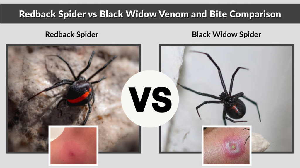 Redback Spider vs Black Widow Venom and Bite Comparison