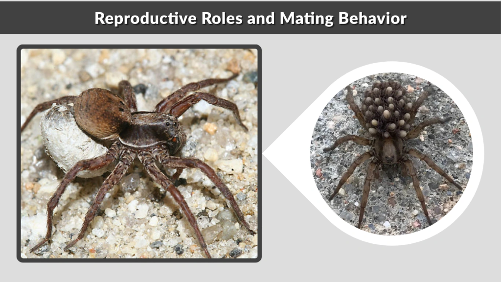 Reproductive Roles and Mating Behavior