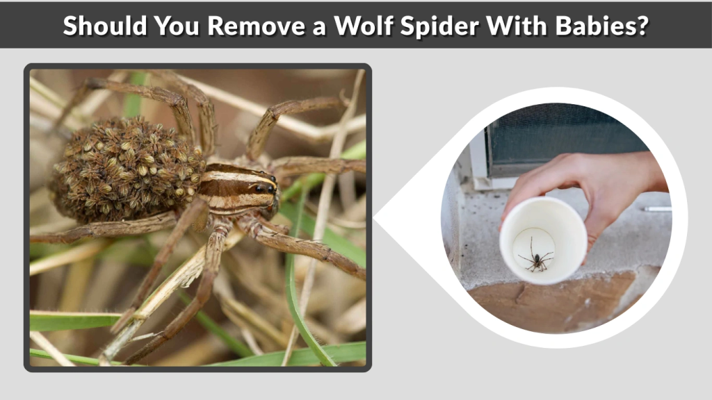 Should You Remove a Wolf Spider With Babies