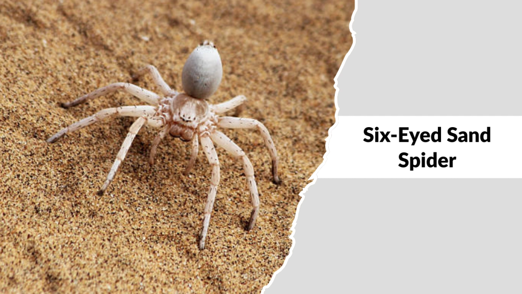 Six-Eyed Sand Spider