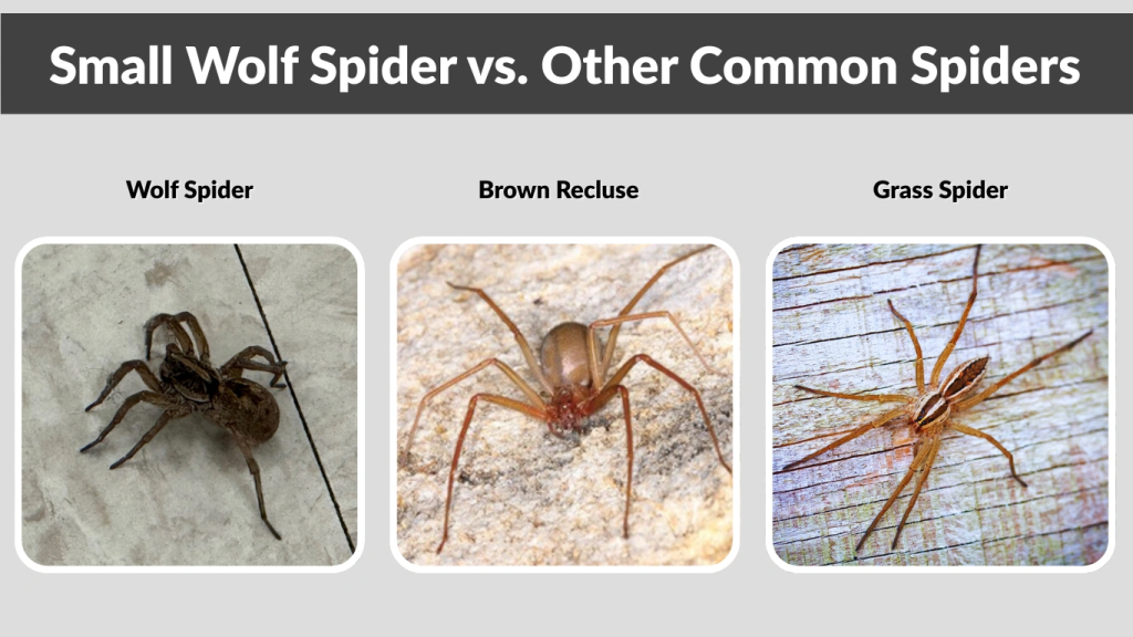 Small Wolf Spider vs. Other Common Spiders