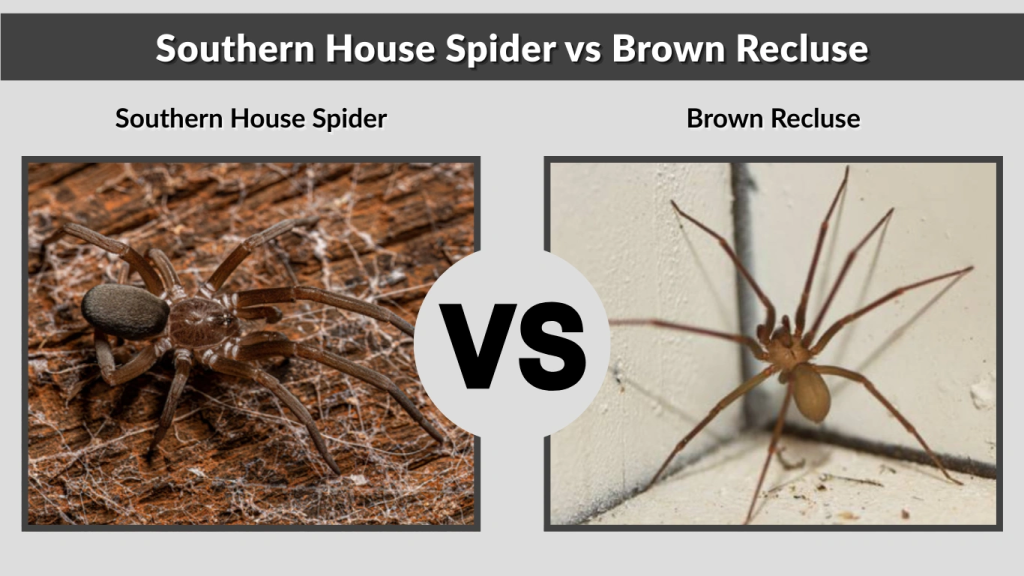 Southern House Spider vs Brown Recluse