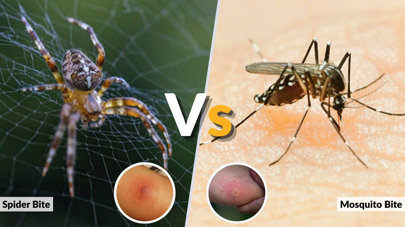 Spider Bite vs Mosquito Bite How to Tell the Difference