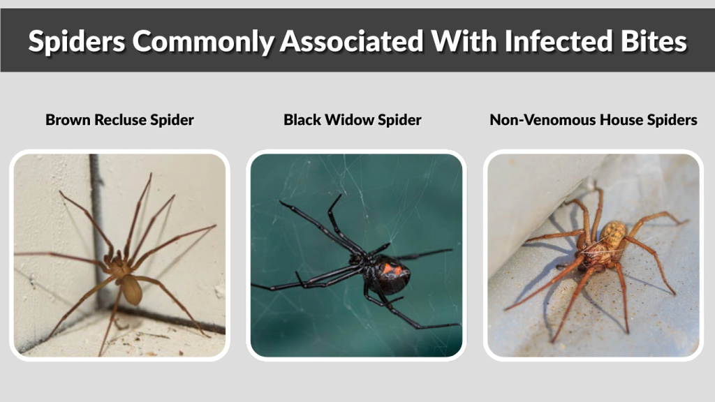 Spiders Commonly Associated With Infected Bites