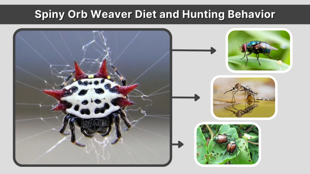 Spiny Orb Weaver Diet and Hunting Behavior