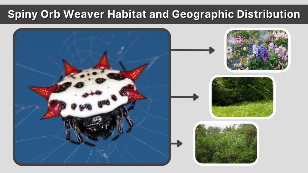 Spiny Orb Weaver Habitat and Geographic Distribution