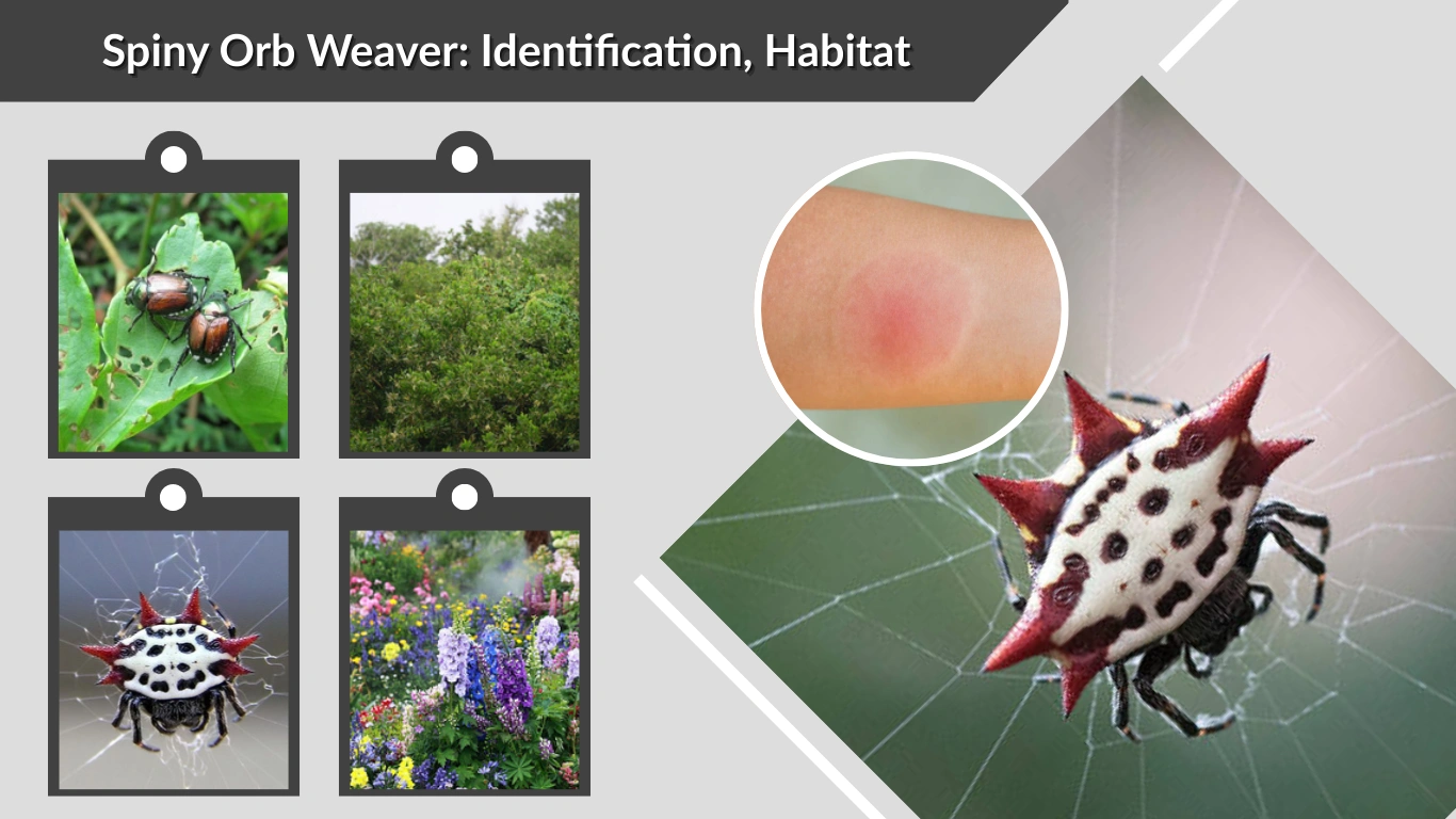 Spiny Orb Weaver Identification, Habitat, Bite & Interesting Facts