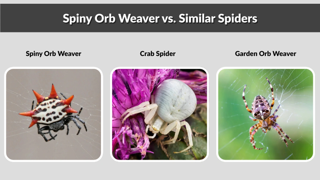 Spiny Orb Weaver vs. Similar Spiders