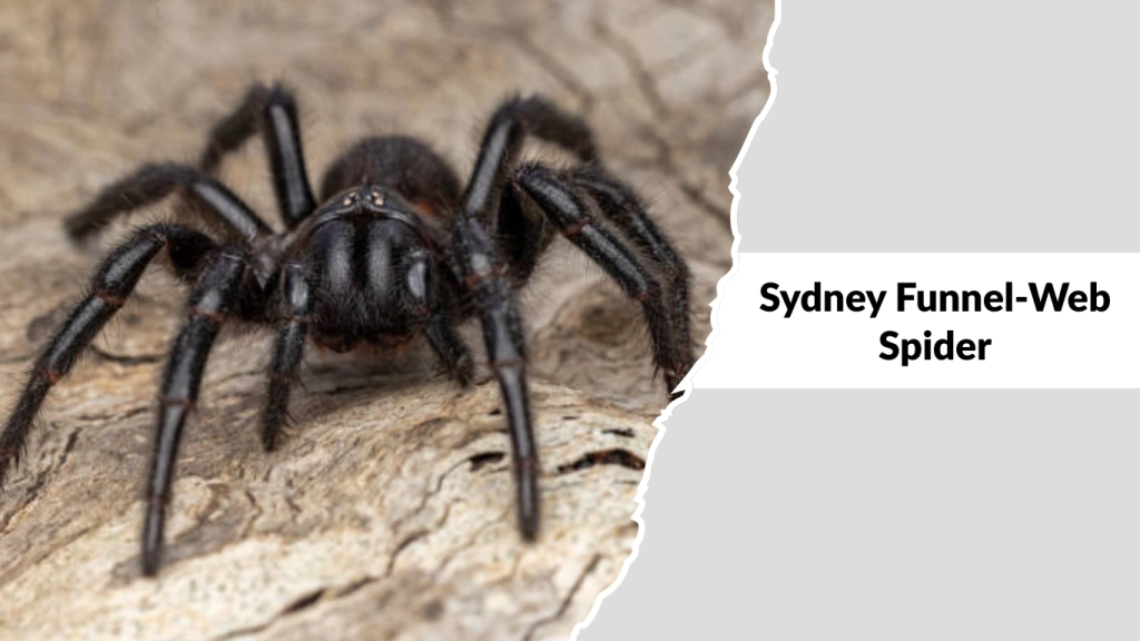 Sydney Funnel-Web Spider