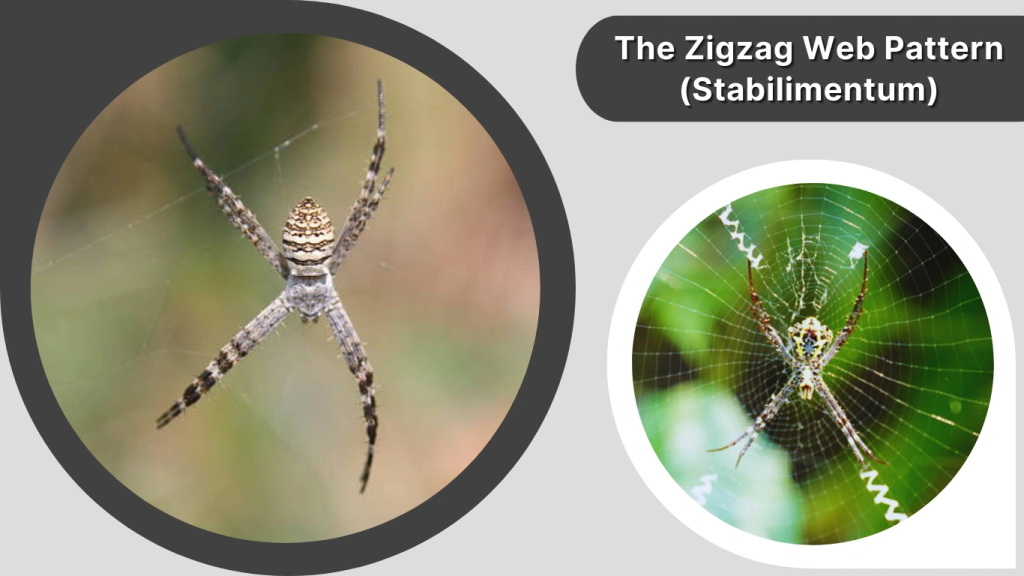 The Zigzag Web Pattern (Stabilimentum)