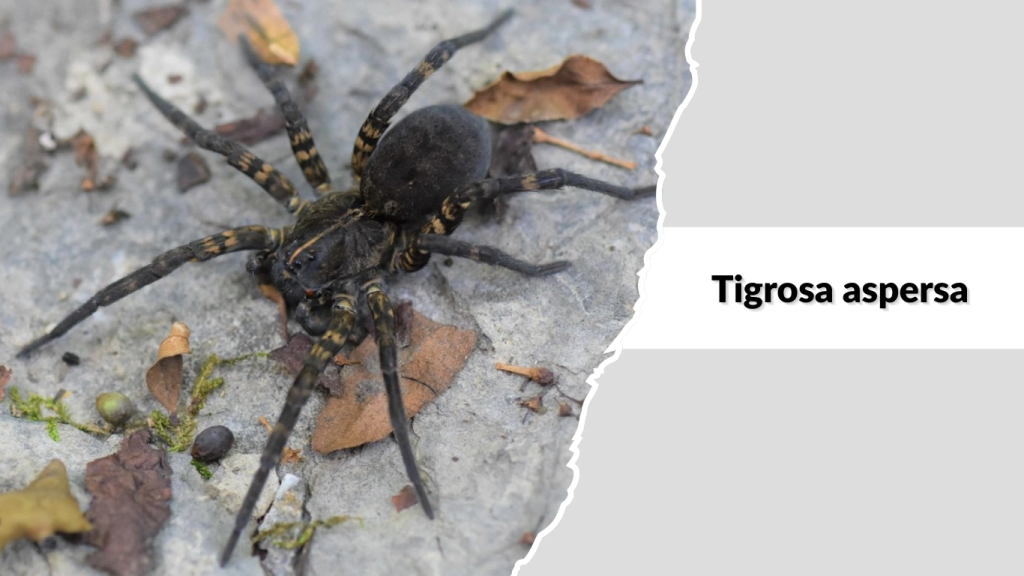 Tigrosa aspersa