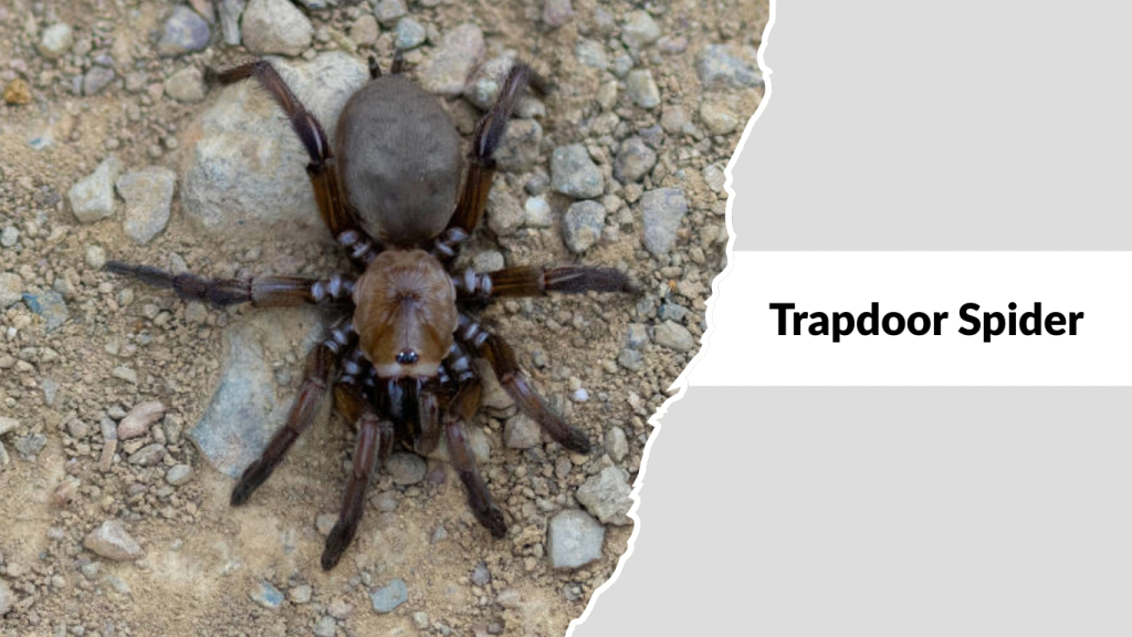 Trapdoor Spider