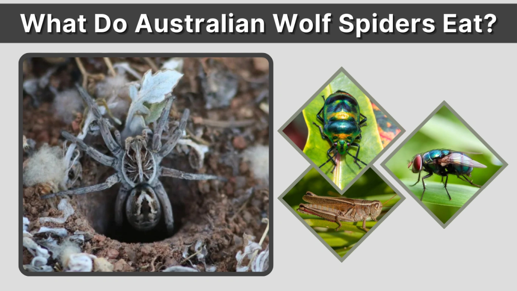What Do Australian Wolf Spiders Eat
