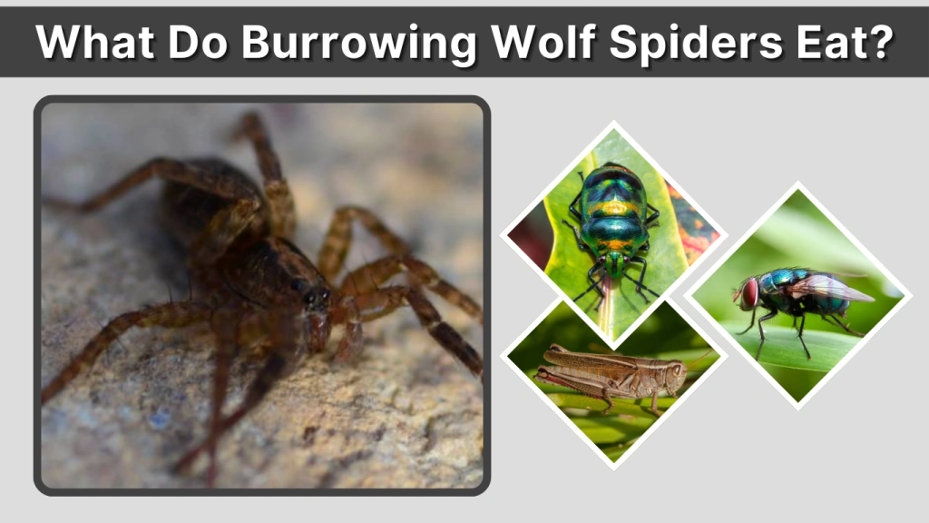 What Do Burrowing Wolf Spiders Eat