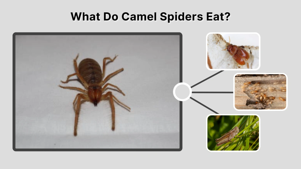 What Do Camel Spiders Eat
