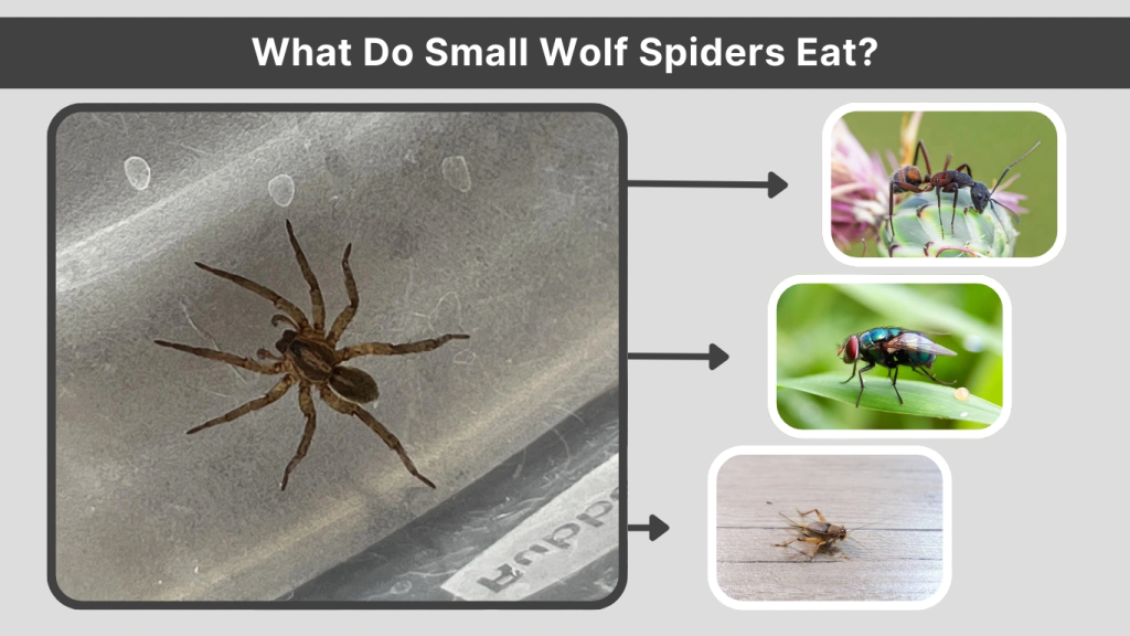 What Do Small Wolf Spiders Eat