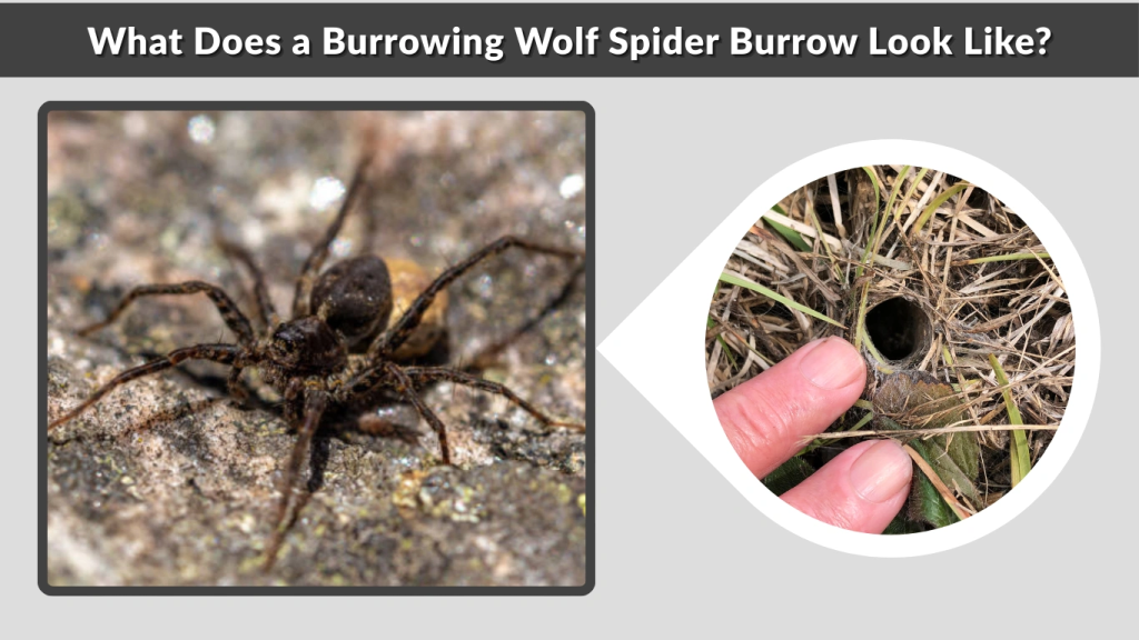 What Does a Burrowing Wolf Spider Burrow Look Like