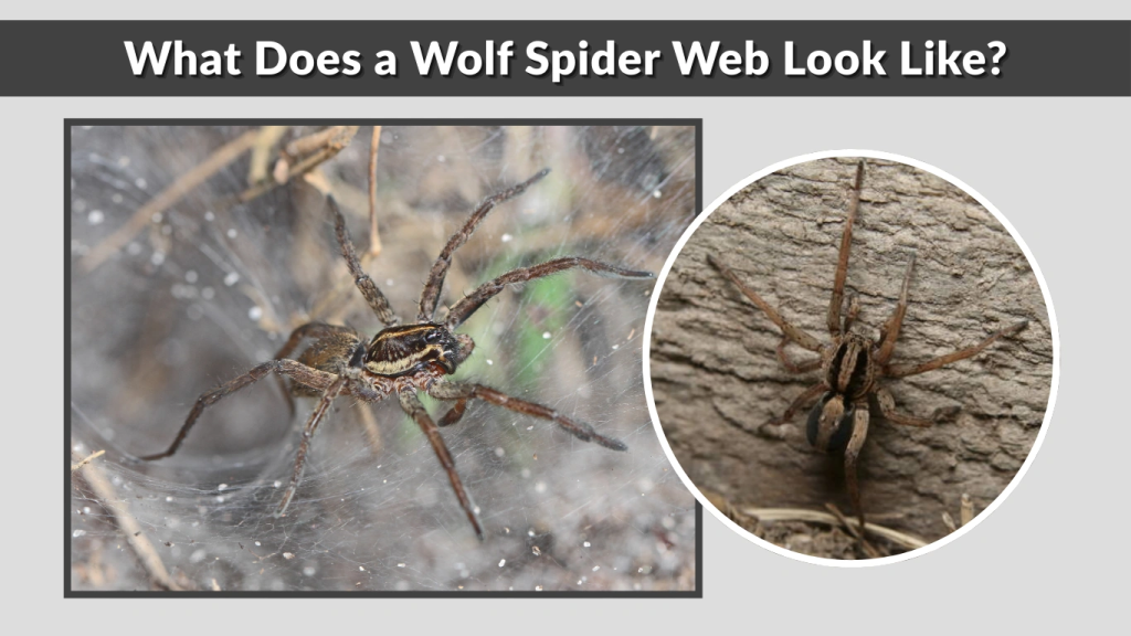 What Does a Wolf Spider Web Look Like