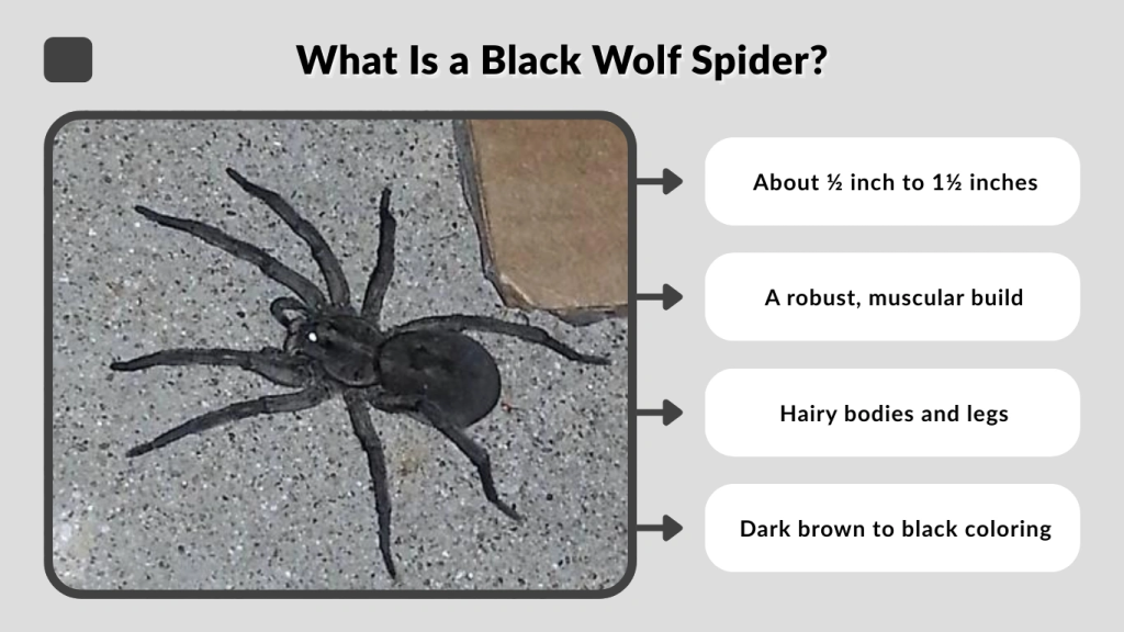 What Is a Black Wolf Spider