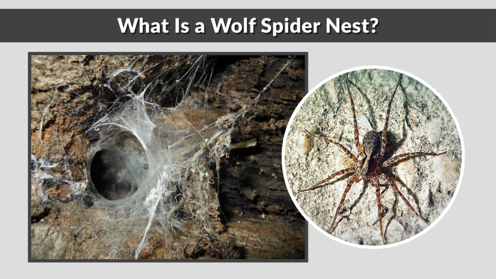 What Is a Wolf Spider Nest