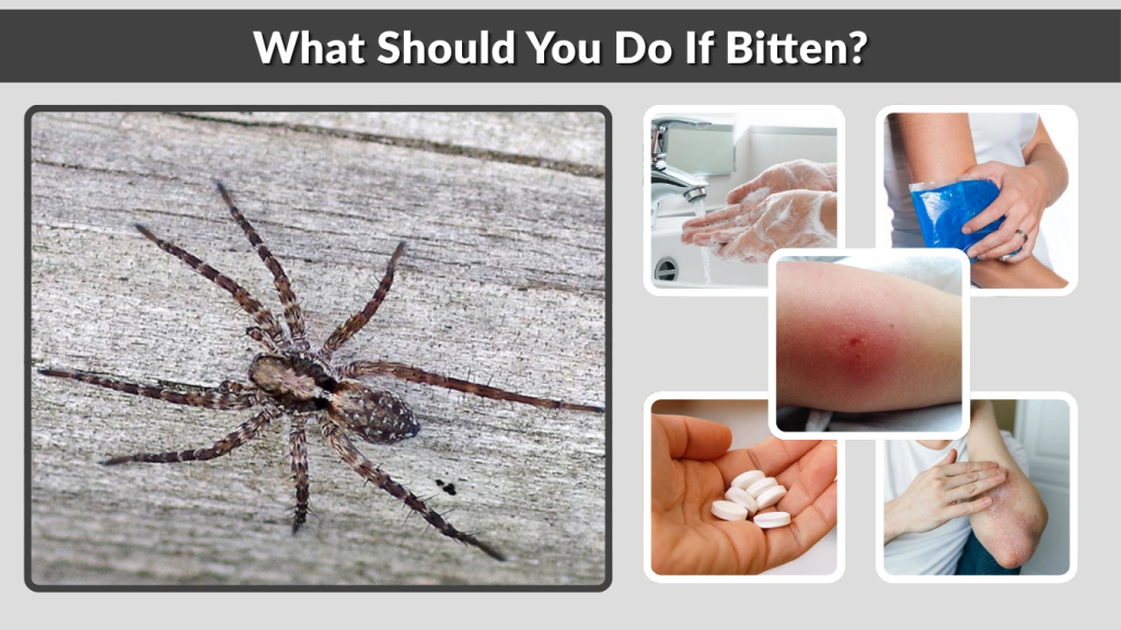 What Should You Do If Bitten