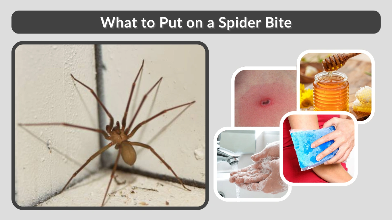 What to Put on a Spider Bite (Effective Treatments & Home Remedies)
