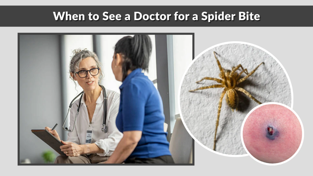 When to See a Doctor for a Spider Bite