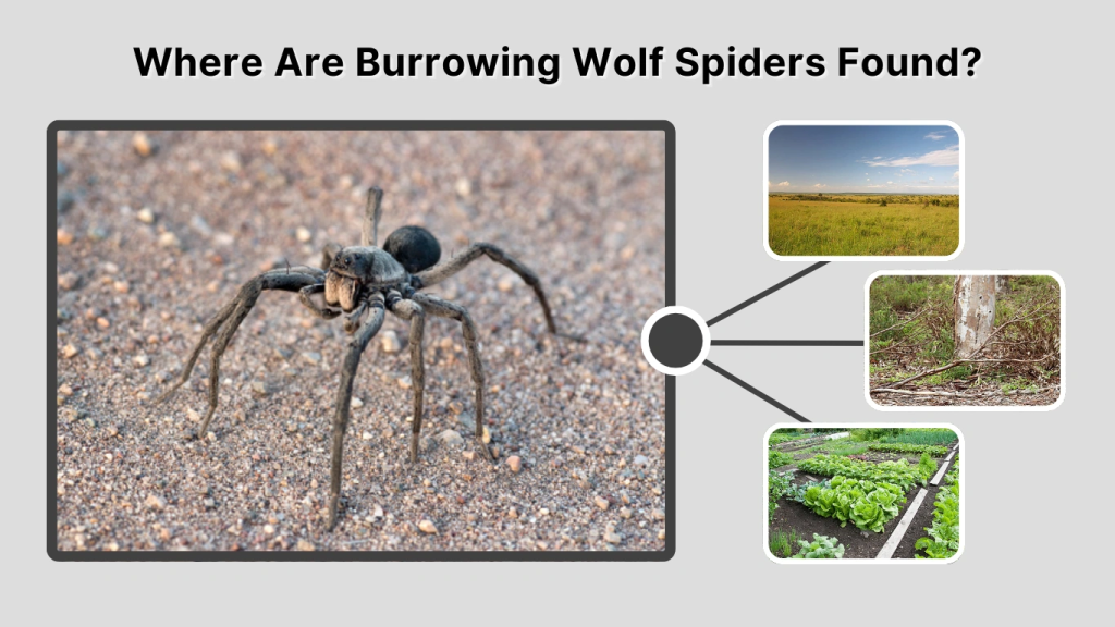 Where Are Burrowing Wolf Spiders Found