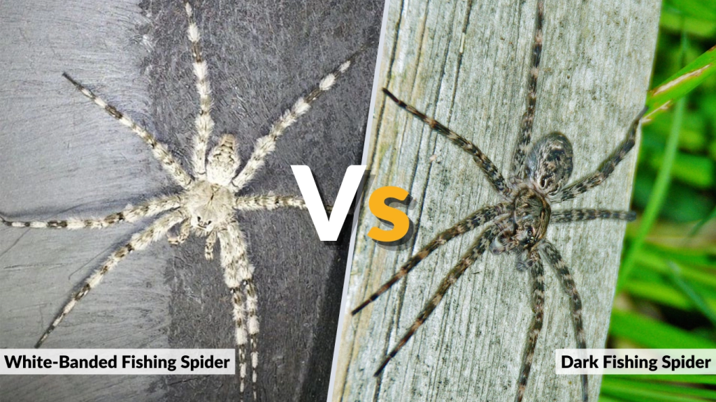 White-Banded Fishing Spider vs. Dark Fishing Spider