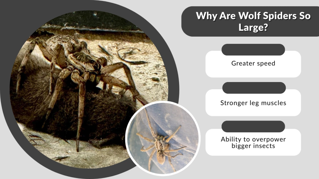 Why Are Wolf Spiders So Large