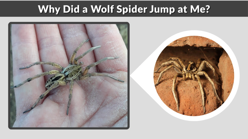 Why Did a Wolf Spider Jump at Me