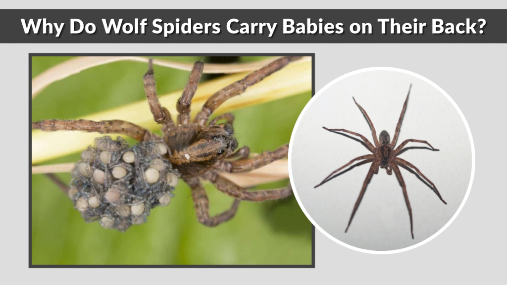 Why Do Wolf Spiders Carry Babies on Their Back