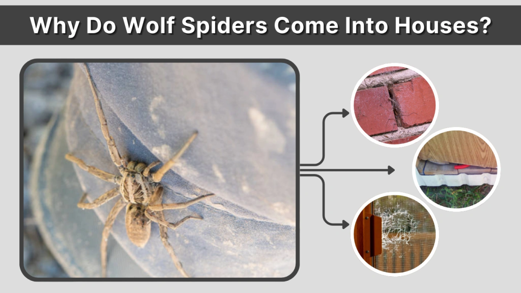 Why Do Wolf Spiders Come Into Houses