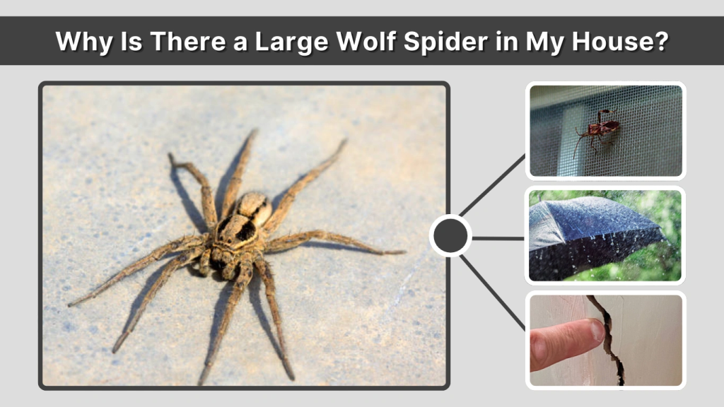 Why Is There a Large Wolf Spider in My House