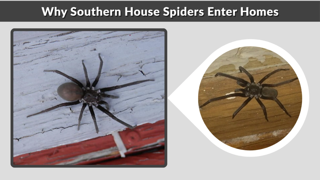 Why Southern House Spiders Enter Homes