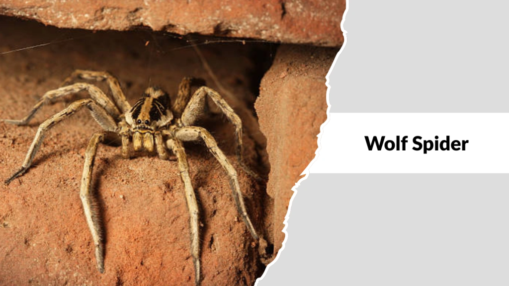 Wolf Spider