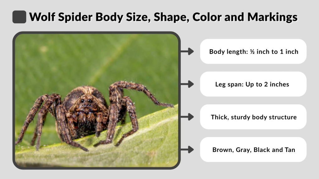 Wolf Spider Body Size, Shape, Color and Markings