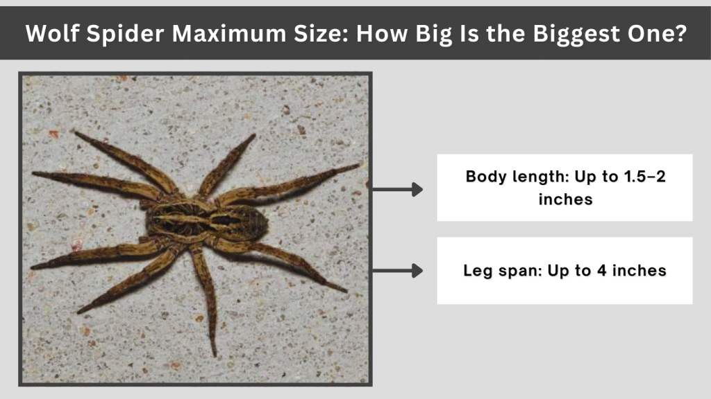Wolf Spider Maximum Size How Big Is the Biggest One