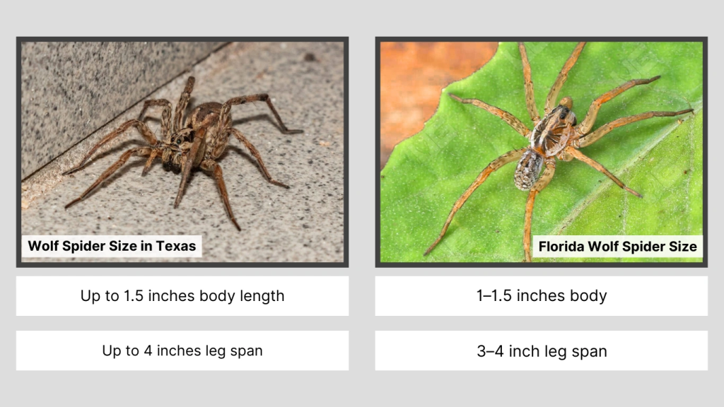Wolf Spider Size by State
