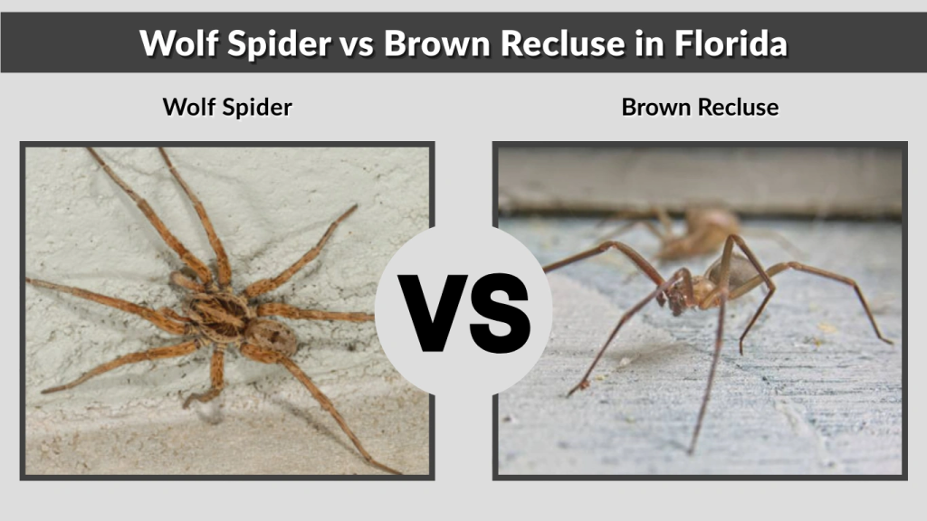 Wolf Spider vs Brown Recluse in Florida