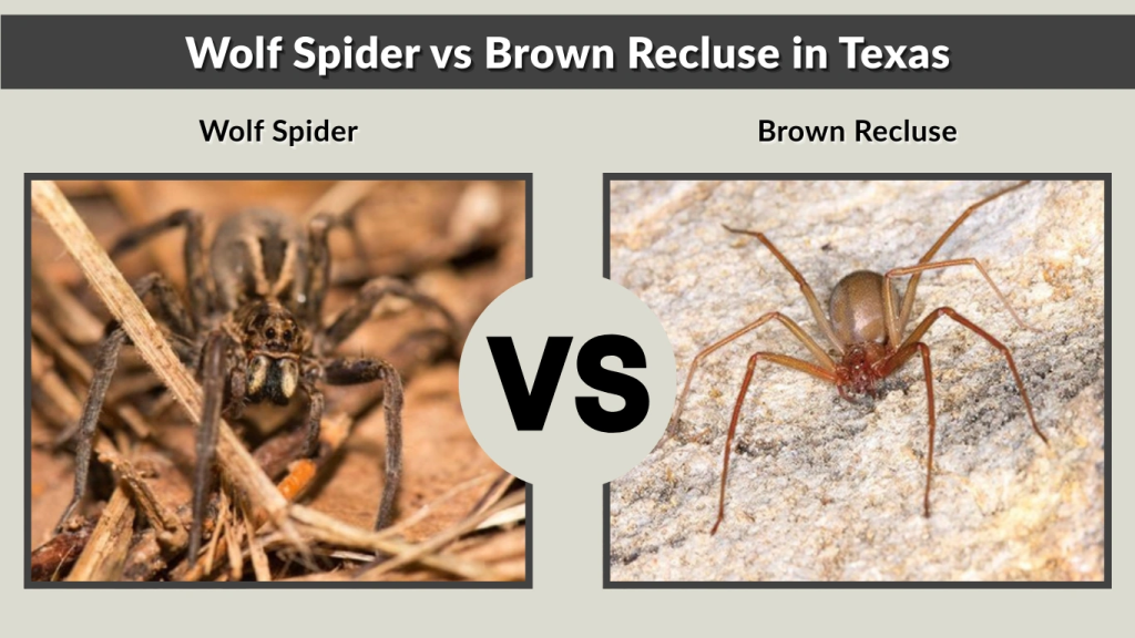 Wolf Spider vs Brown Recluse in Texas