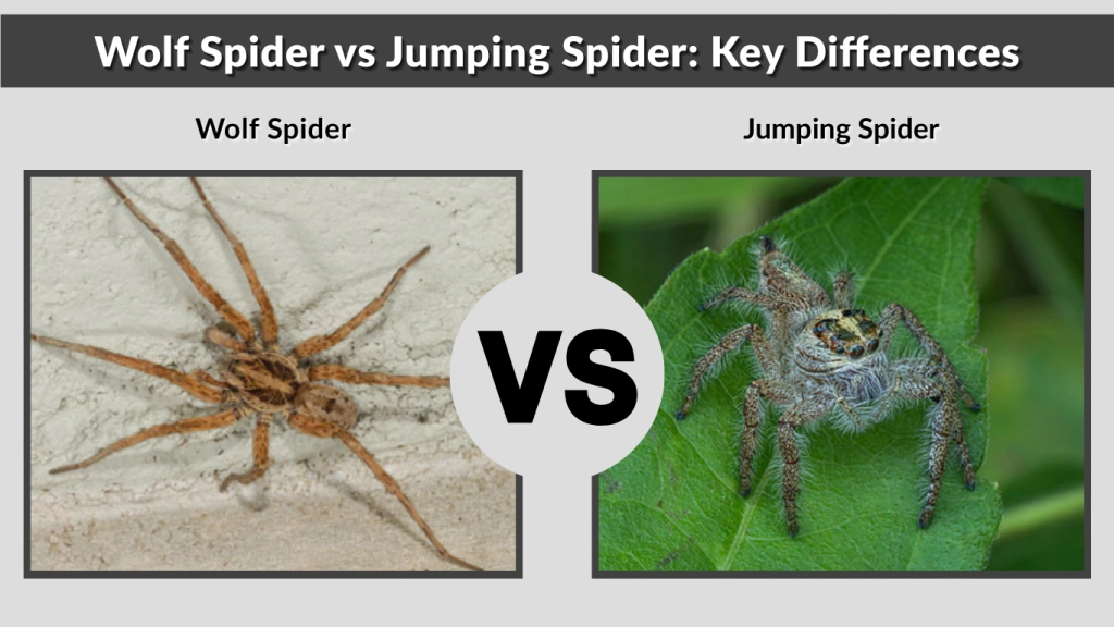 Wolf Spider vs Jumping Spider Key Differences
