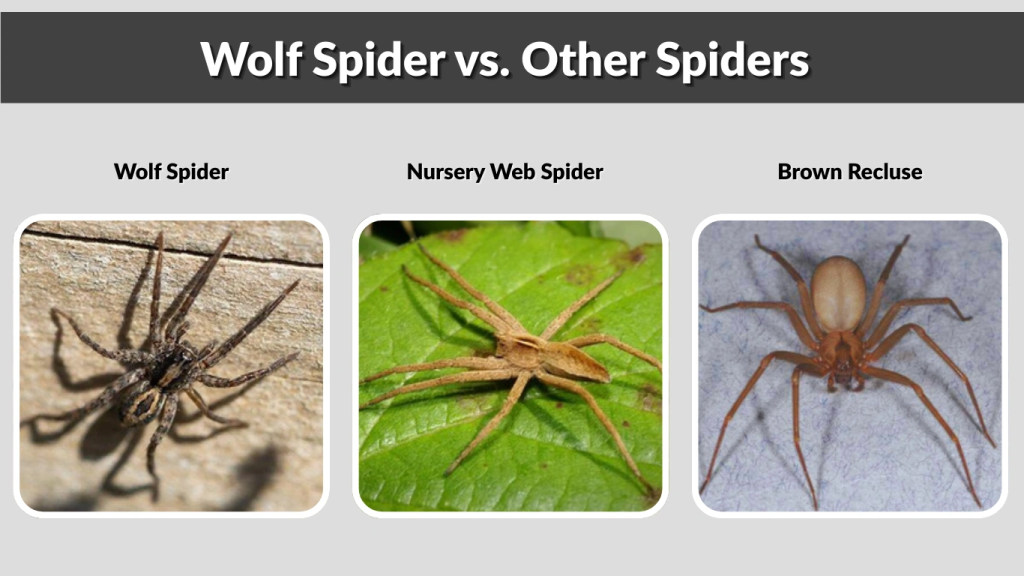 Wolf Spider vs. Other Spiders