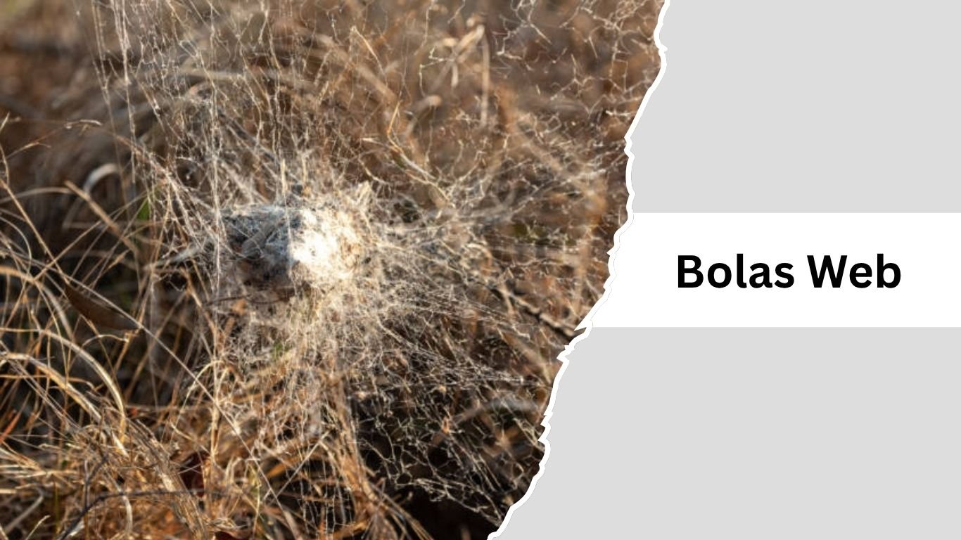 Spider Web Names 11 Types of Spider Webs: Identification With Pictures