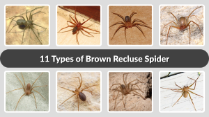 11 Types of Brown Recluse Spider Identification with Picture