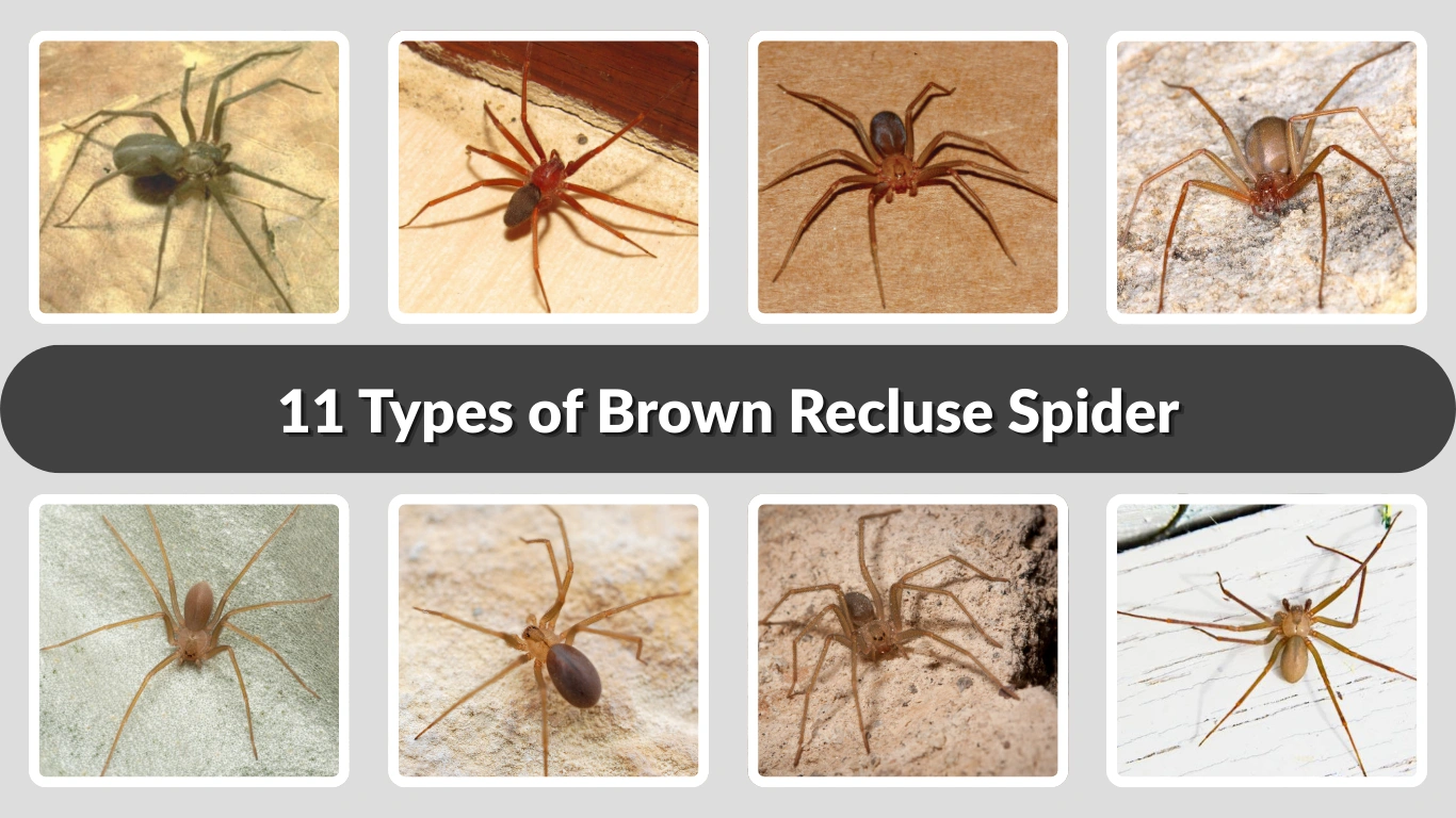 11 Types of Brown Recluse Spider Identification with Picture