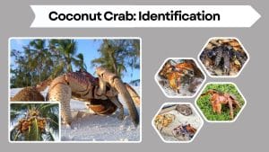 Coconut Crab: Identification, Facts, Size, Habitat, and Diet