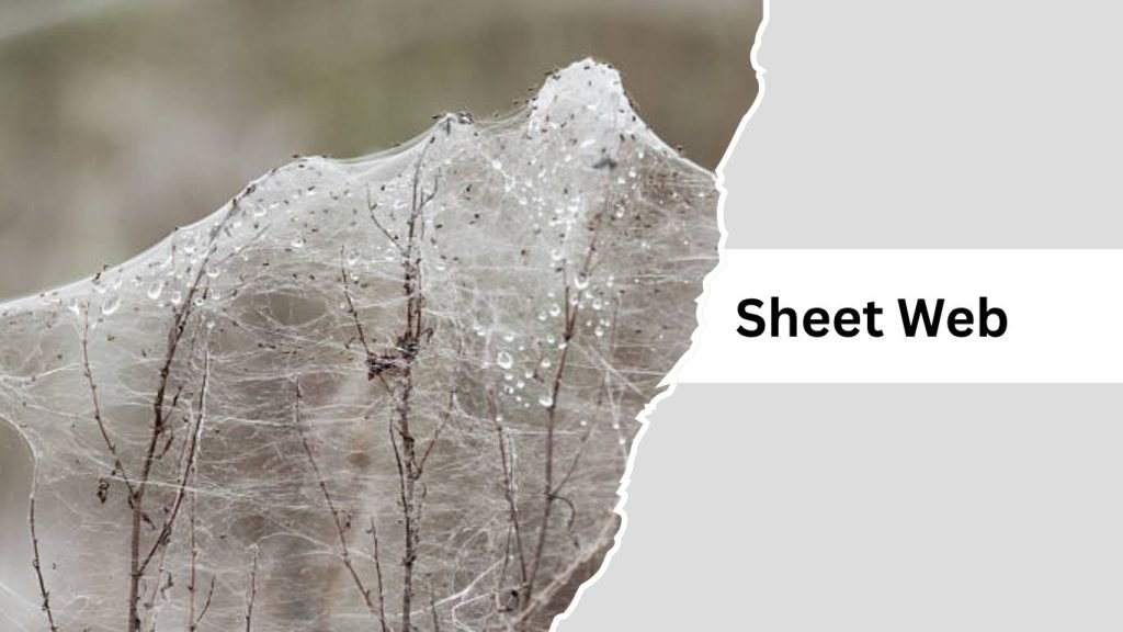 Spider Web Names 11 Types of Spider Webs: Identification With Pictures